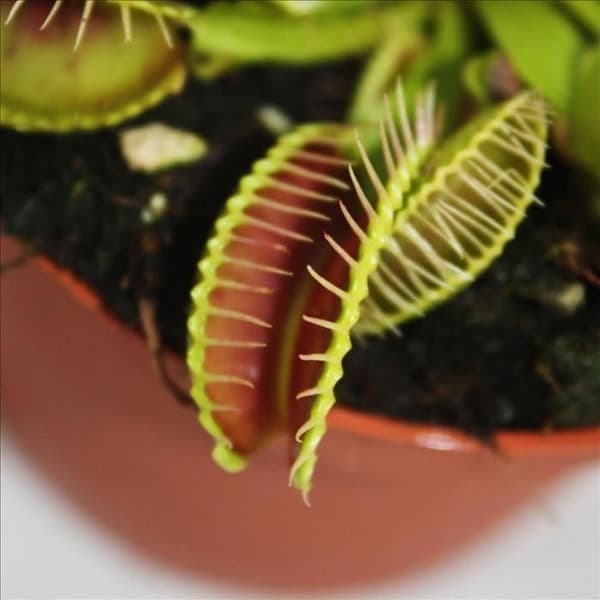 Venus flugfälla - Dionaea muscipula - 12cm kruka
