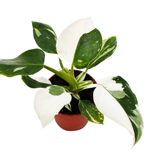 Exotenherz - Philodendron White Princess - vitgrön trädvän - 12cm kruka