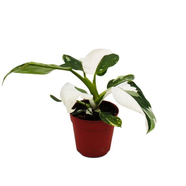 Exotenherz - Philodendron White Princess - vitgrön trädvän - 12cm kruka