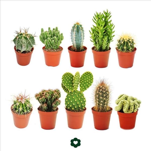 Exotenherz - 10 olika kaktusar 5,5 cm kruka i ett set