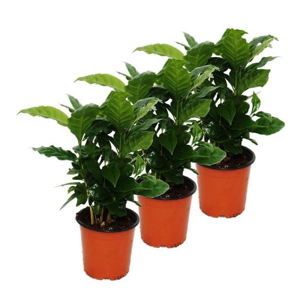 Exotenherz - Kaffeträd (Coffea arabica) 3 Växt - krukväxt