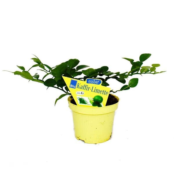 Kaffir Lime - Citrus hystrix - 1 planta - Kaffir Spice Plant