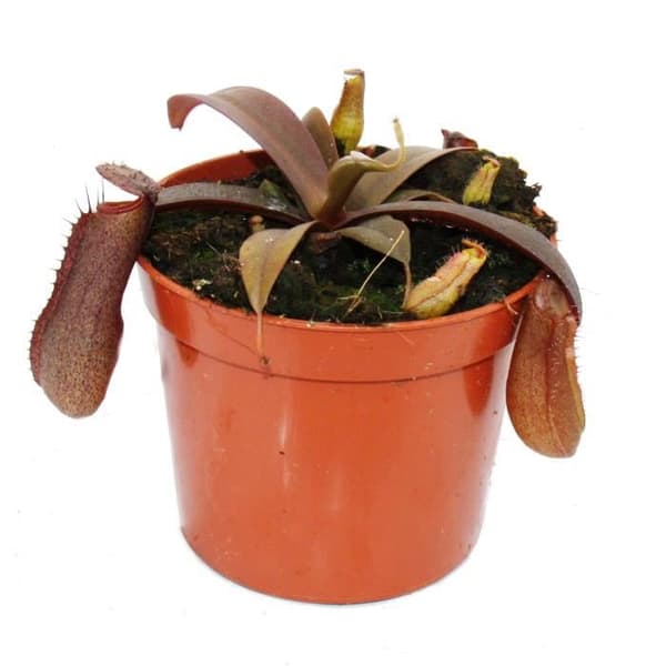 Kanna med röda blad - Nepenthes - 9cm