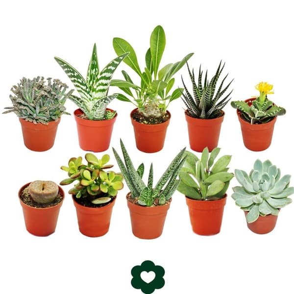 Exotenherz - 10 olika suckulenter 5,5 cm kruka i ett set