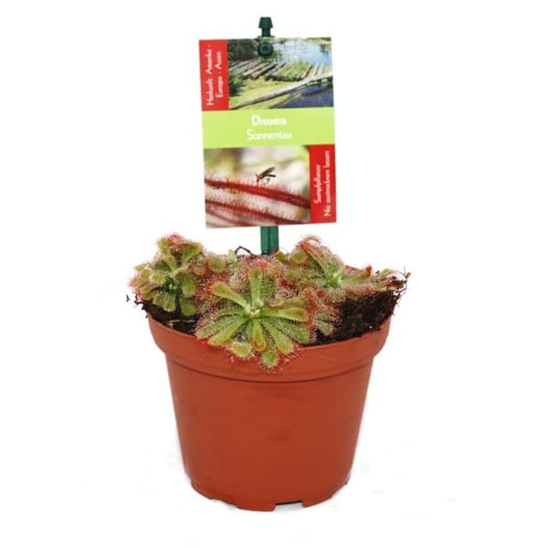 Exotenherz - Soldagg - Drosera alicae - 9cm kruka
