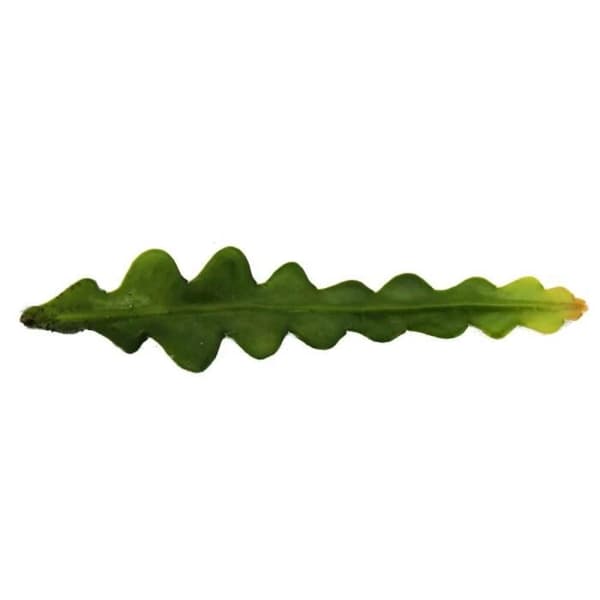 Exotenherz - Epiphyllum anguliger - Crocodile tail cactus, 9cm