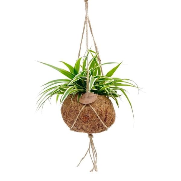 Exotenherz - Kokodama - Chlorophytum i behållare Kokodama att hänga - grön lilja - ca 15cm