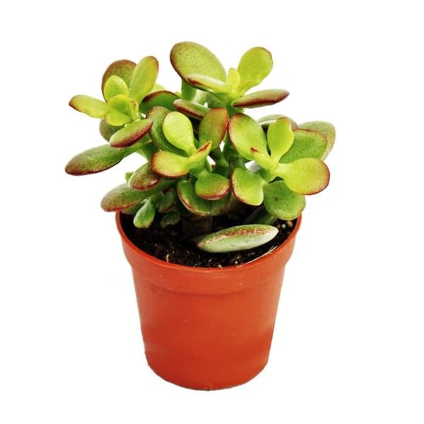Crassula portulacea minor - Pfennigbaum - i 5,5 cm kruka