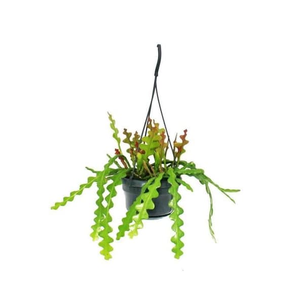 Exotenherz - Epiphyllum anguliger - Sabre-cactusim - Crocodile-tail-cactus - Eldgryta 14cm