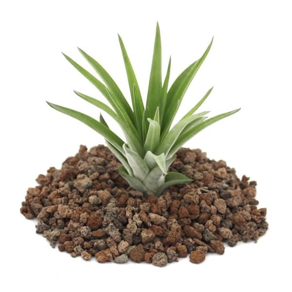 Tillandsia brachycaulos abdida - liten bulkväxt
