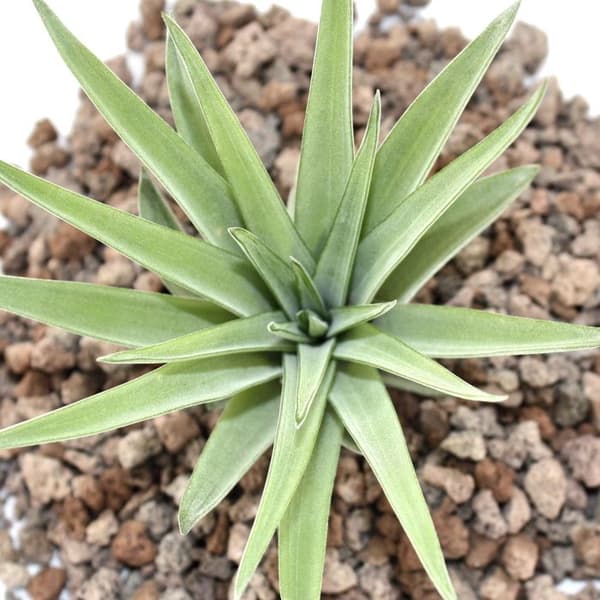 Tillandsia brachycaulos abdida - liten bulkväxt