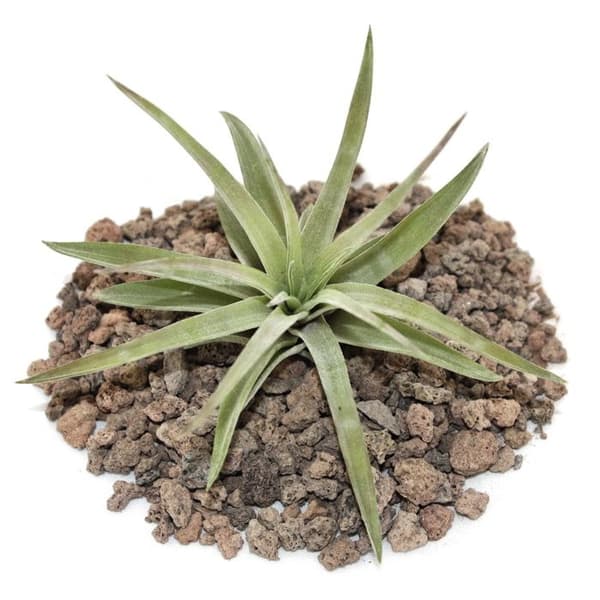 Tillandsia brachycaulos abdida - liten bulkväxt