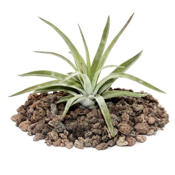Tillandsia brachycaulos abdida - liten bulkväxt
