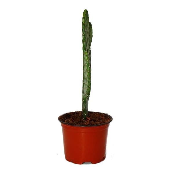 Road Kill Cactus - Consolea rubescens - Plattörad kaktus - 12cm kruka