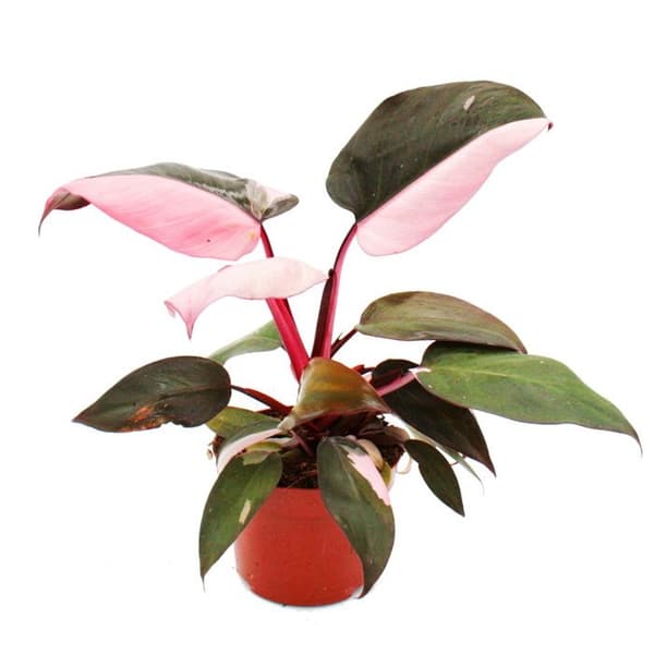 Philodendron Pink Princess - rosa-svart trädvän - 12cm kruka