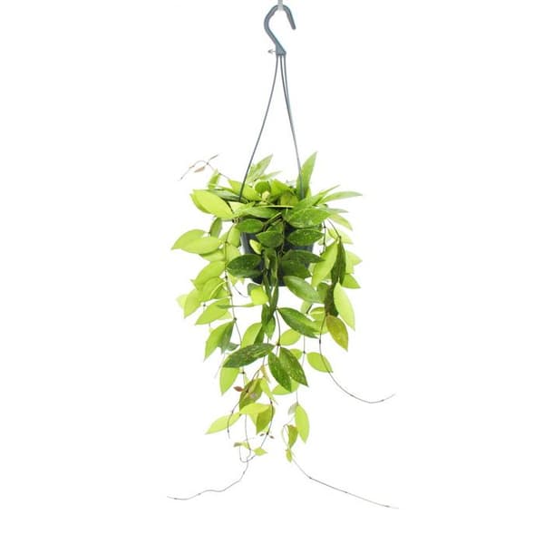 Inomhusväxt att hänga - Hoya gracilis - porslinsblomma - vaxblomma - trafikljus 14cm