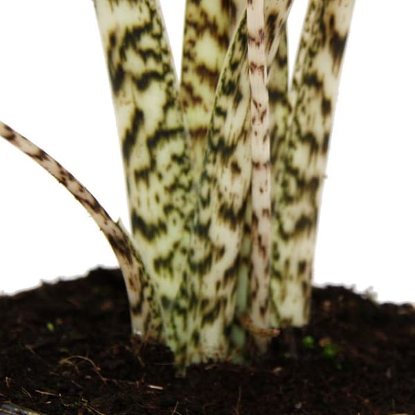 Exotenherz - Alocasia zebrina - Tiger Arrow Leaf - kruka 14cm - höjd 35-45cm