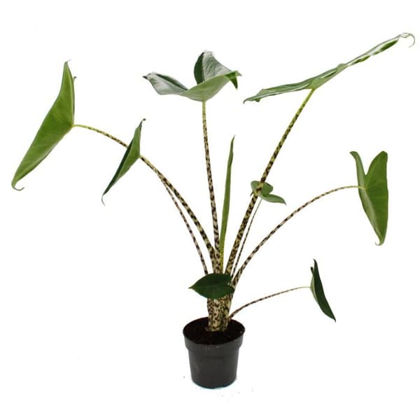 Exotenherz - Alocasia zebrina - Tiger Arrow Leaf - kruka 14cm - höjd 35-45cm