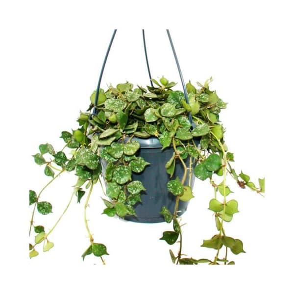 Krukväxt att hänga - Hoya curtisii - Vaxblomma 14cm upphängning