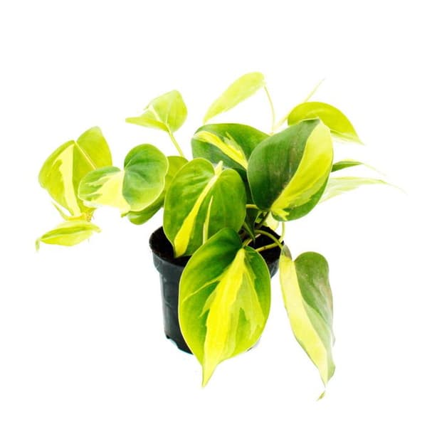 Philodendron scandens Brasil - Vänligt klätterträd - tvåfärgad - 12cm kruka