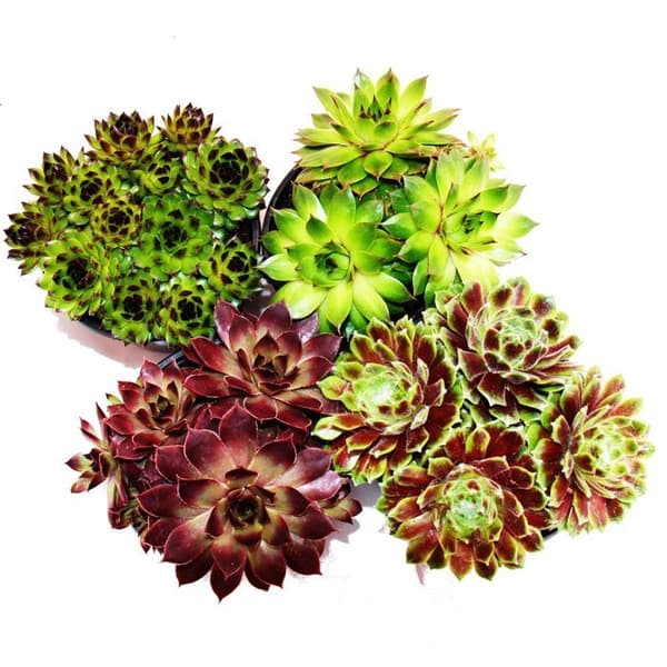 Exotenherz - Houseleek - set med 12 olika typer av Sempervivum