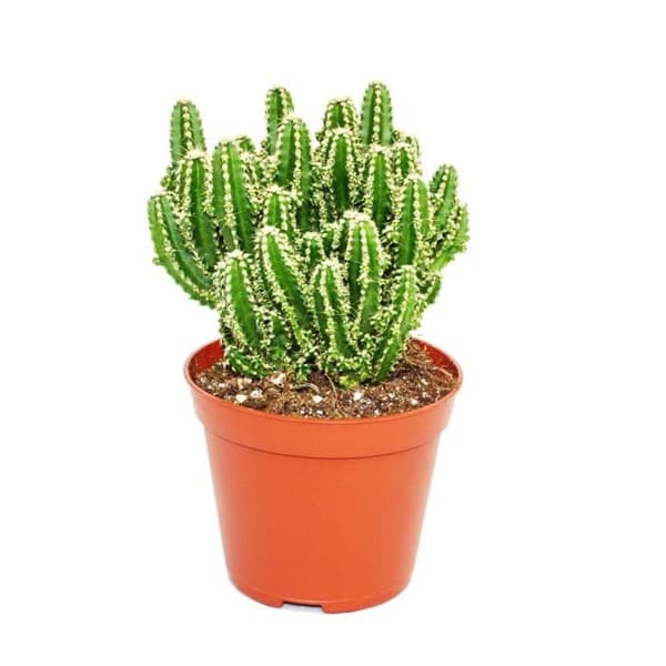 Cereus floridianus - grönt finger - i en 5,5 cm kruka