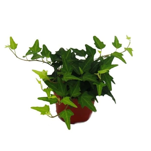 Spaljéset för sovrummet med 3 plantor - 9cm