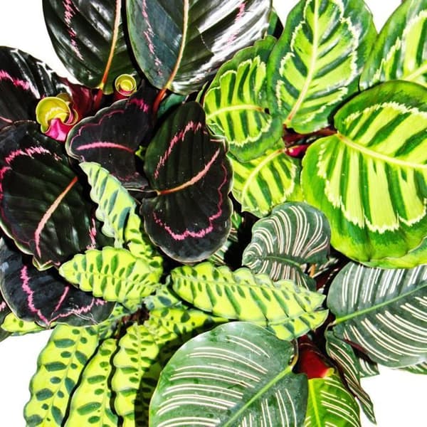Set med 4 ögonskuggor - mönster av fantasifylle - Calathea - ca 50 cm hög