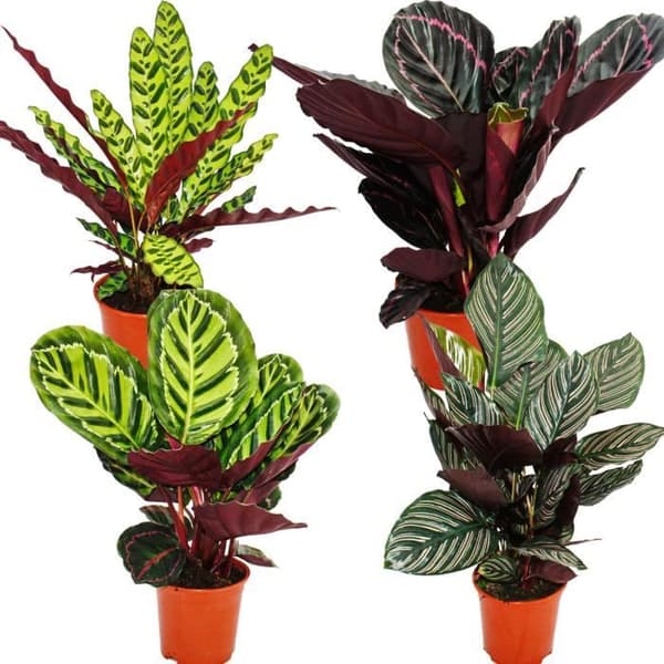Set med 4 ögonskuggor - mönster av fantasifylle - Calathea - ca 50 cm hög