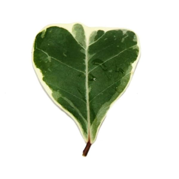 Ficus triangularis variegata - Triangulärbladig ficus - Natal fig