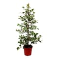 Miniatyrbild 1 av 2: Ficus triangularis variegata - Triangulärbladig ficus - Natal fig