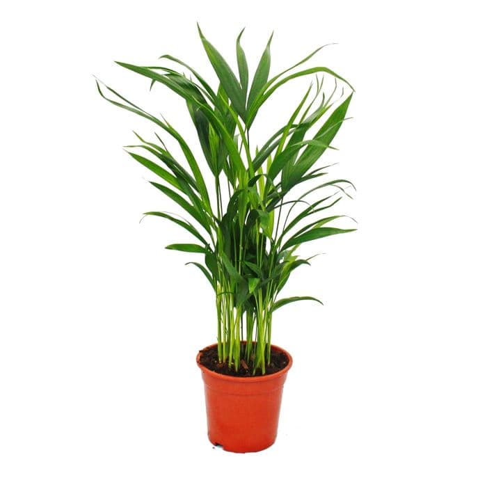 Areca Palme () Areca Palme
