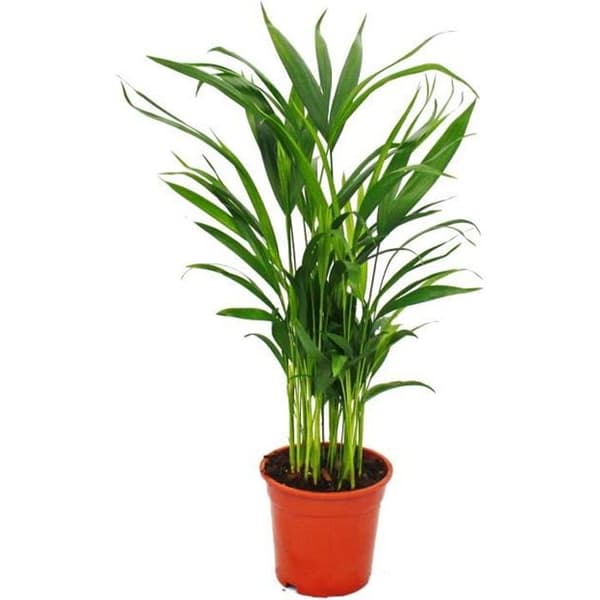 Gyllene fruktpalm, Areca lutescens, ca. 50-60cm, rumspalm, 17cm kruka