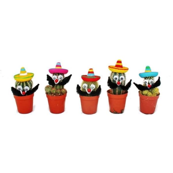 Kaktus med rolig sombrero