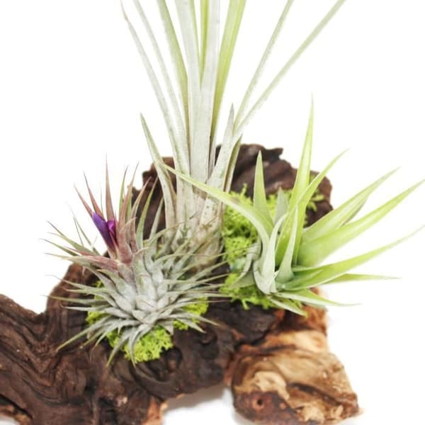 Tillandsias på Mopani rot - xl - 3 plantor