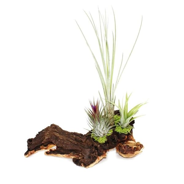 Tillandsias på Mopani rot - xl - 3 plantor