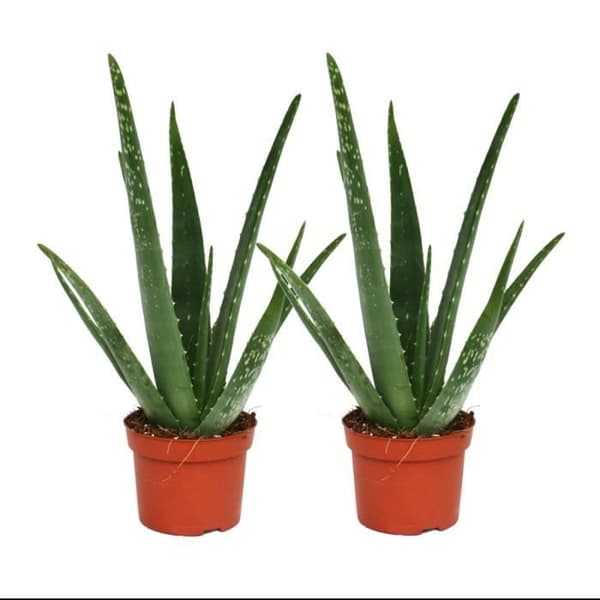 Exotenherz - Set med 2 - aloe vera - cirka 2 år - 10,5 cm kruka