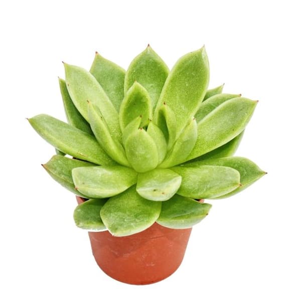 Echeveria agavoides - liten planta i 5,5 cm kruka