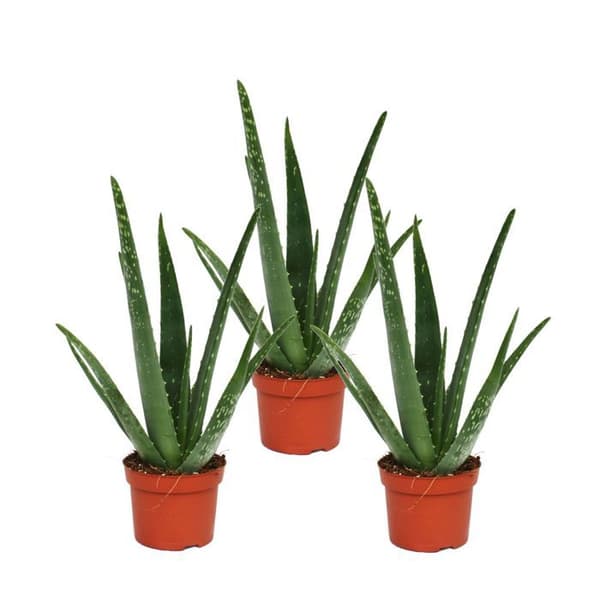 Set med 3 - Aloe Vera - cirka 2 år - 10,5 cm kruka
