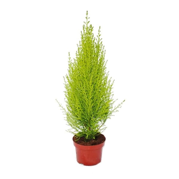 Cypress - Cupressus macrocarpa "Goldcrest Wilma" - 13cm kruka