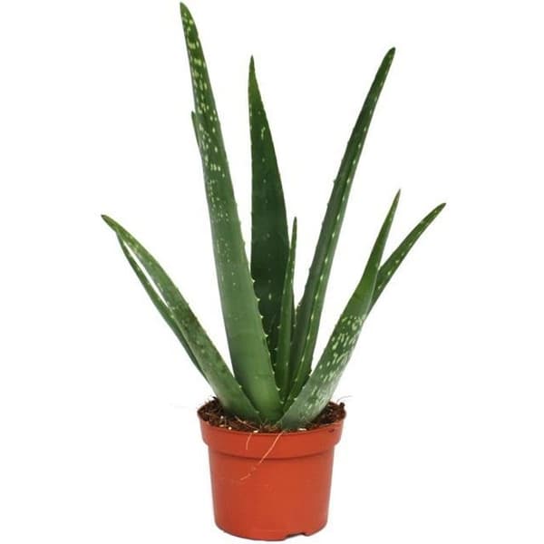 Exotenherz - Aloe vera - ca 3 år - 12cm kruka