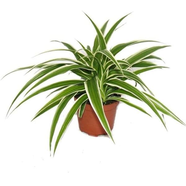 Chlorophytum - Grön lilja - Bröllopståg - 9cm kruka - Krukväxt