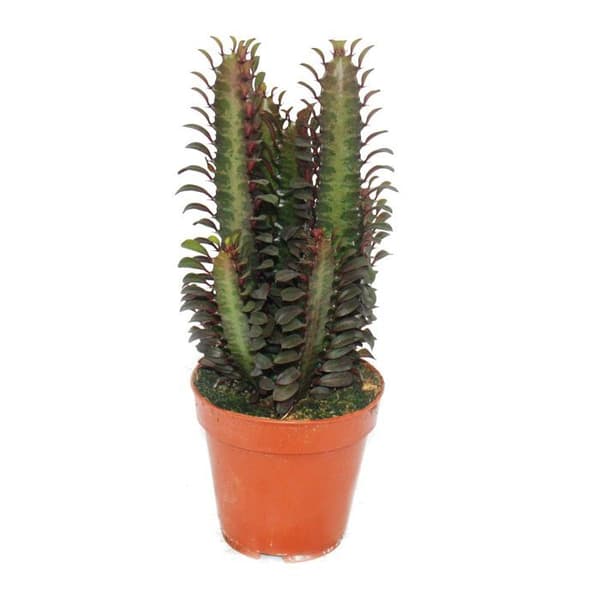 Euphorbia trigona rubra - medelstor växt i 12 cm kruka