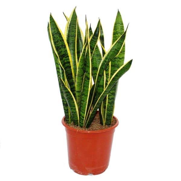 Sansevieria trifasciata - 19 cm kruka - total höjd 55-65 cm hög