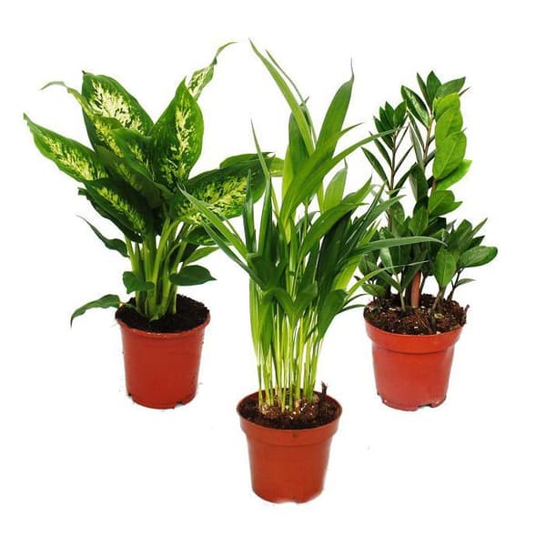 Exotenherz - Krukväxtmix I Set med 3, 1x Dieffenbachia, 1x Areca Palm (Chrysalidorpus) 1x Zamio Palm (Zamioculcas)