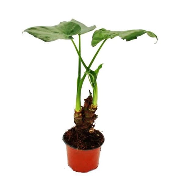 Exotenherz - Alocasia cucullata 12cm - Elefantöra höjd 25cm-30cm