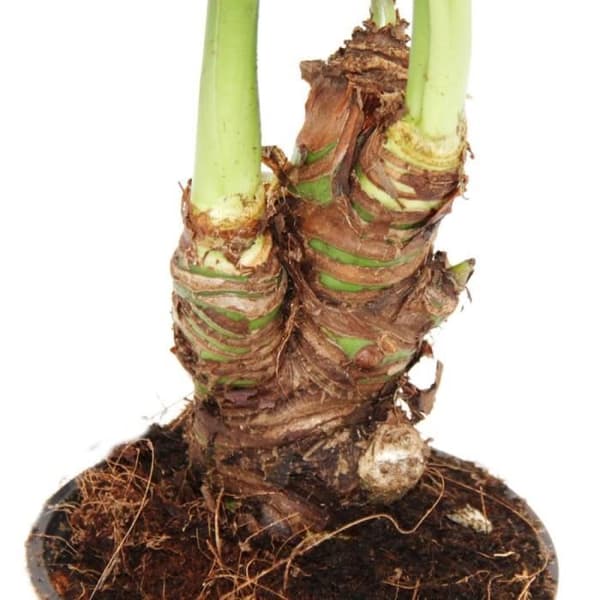 Exotenherz - Alocasia cucullata 12cm - Elefantöra höjd 25cm-30cm