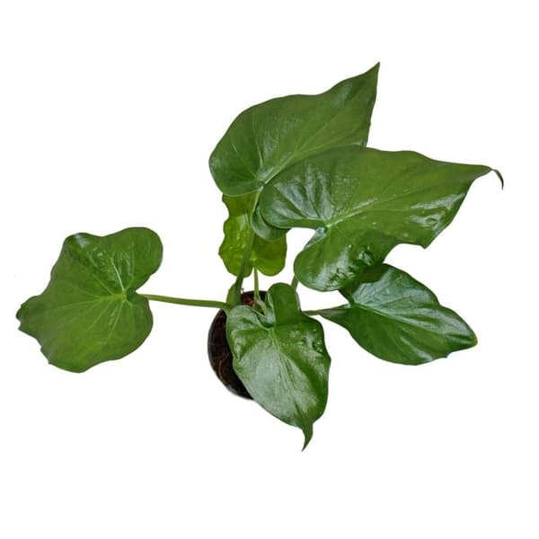 Exotenherz - Alocasia cucullata 12cm - Elefantöra höjd 25cm-30cm