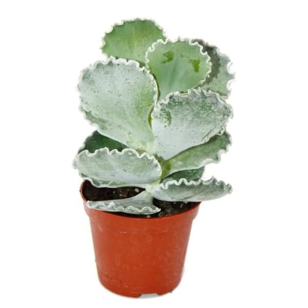 Exotenherz - Cotyledon undulata - silverkrona - saftigt skal - i 8,5 cm kruka
