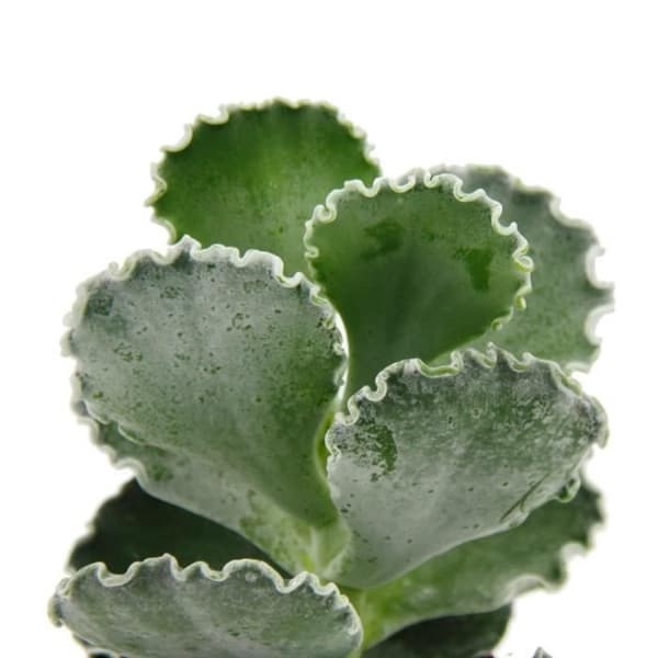Exotenherz - Cotyledon undulata - silverkrona - saftigt skal - i 8,5 cm kruka